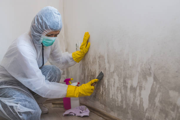 Best Certified Mold Removal  in Roxborough Park, CO