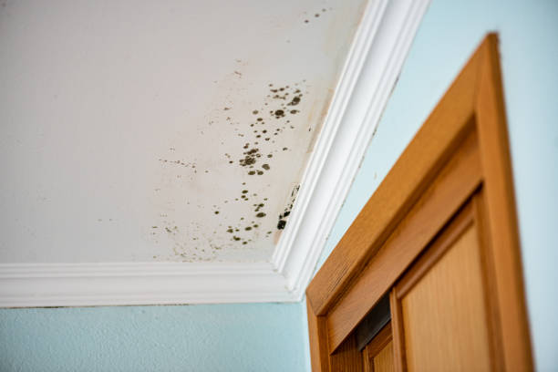 Best Local Mold Removal Service  in Roxborough Park, CO