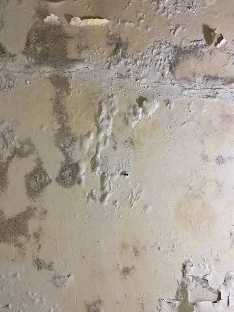 Best Commercial Mold Removal  in Roxborough Park, CO