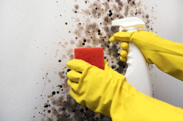 Best Crawl Space Mold Removal  in Roxborough Park, CO
