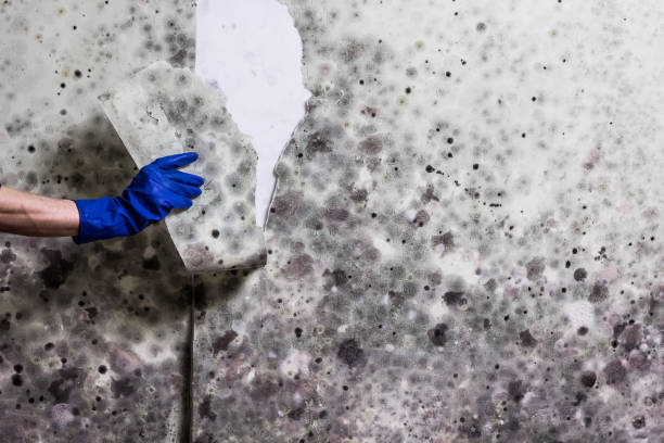 Best Mold Cleaning Services  in Roxborough Park, CO