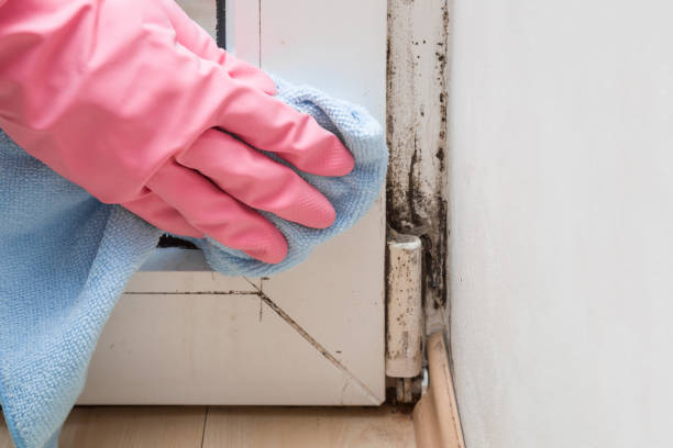Best Commercial Mold Removal  in Roxborough Park, CO