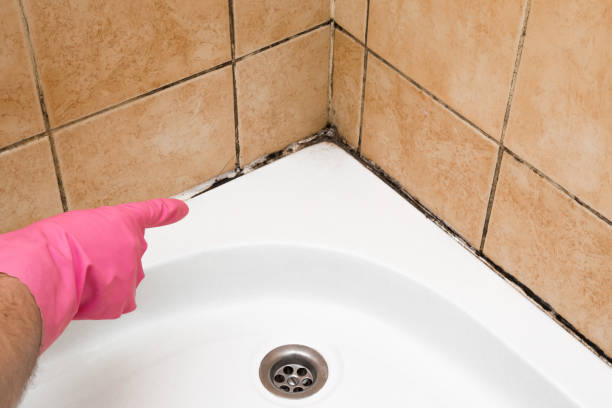 Best Residential Mold Removal  in Roxborough Park, CO